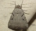 Abbreviated Underwing Moth - Hodges#8841 - photo 4