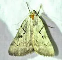 Abbreviated Underwing Moth - Hodges#8841 - photo 5
