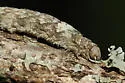 Agrippina Underwing - Hodges#8787