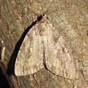 Agrippina Underwing - Hodges#8787 - photo 2