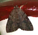 Agrippina Underwing - Hodges#8787 - photo 3