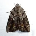 Agrippina Underwing - Hodges#8787 - photo 4