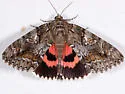 Aholibah Underwing - Hodges#8800
