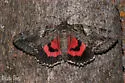 Aholibah Underwing - Hodges#8800 - photo 4