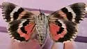 Aholibah Underwing - Hodges#8800 - photo 5