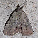 Alabama Underwing - Hodges#8869