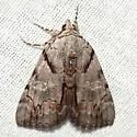 Alabama Underwing - Hodges#8869 - photo 2