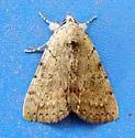 Alabama Underwing - Hodges#8869 - photo 3