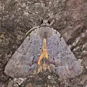 Alabama Underwing - Hodges#8869 - photo 4