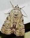 Alabama Underwing - Hodges#8869 - photo 5