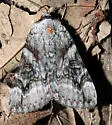 Three-staffed Underwing - Hodges#8844