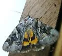Three-staffed Underwing - Hodges#8844 - photo 2