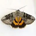 Three-staffed Underwing - Hodges#8844 - photo 3