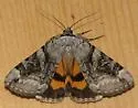 Three-staffed Underwing - Hodges#8844 - photo 4