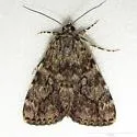 Girlfriend & Little Lined Underwing