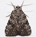 Girlfriend & Little Lined Underwing - photo 2