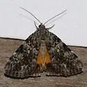Girlfriend & Little Lined Underwing - photo 3