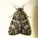 Girlfriend & Little Lined Underwing - photo 4