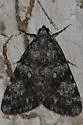 Girlfriend & Little Lined Underwing - photo 5