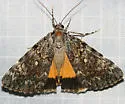 Girlfriend Underwing - Hodges#8878