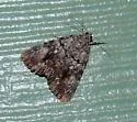 Girlfriend Underwing - Hodges#8878 - photo 2