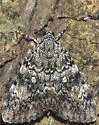 Girlfriend Underwing - Hodges#8878 - photo 3