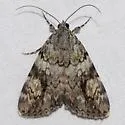 Girlfriend Underwing - Hodges#8878 - photo 4