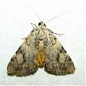 Girlfriend Underwing - Hodges#8878 - photo 5