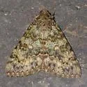 Andromache Underwing - Hodges#8836