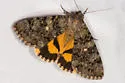 Andromache Underwing - Hodges#8836 - photo 2