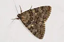 Andromache Underwing - Hodges#8836 - photo 3