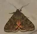 Andromache Underwing - Hodges#8836 - photo 4