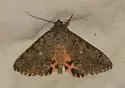 Andromache Underwing - Hodges#8836 - photo 5