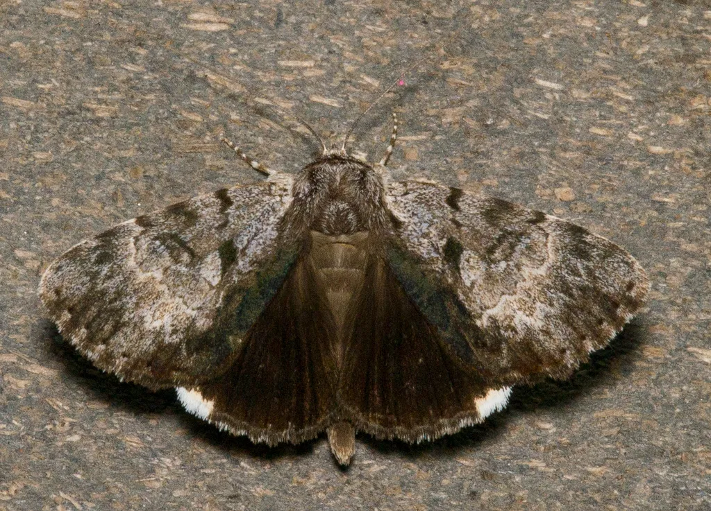 Gloomy Underwing - Hodges#8849 - photo 2