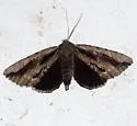 Angus' Underwing - Hodges#8783