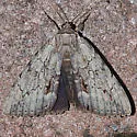 Angus' Underwing - Hodges#8783 - photo 2