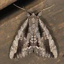 Angus' Underwing - Hodges#8783 - photo 3