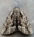 Angus' Underwing - Hodges#8783 - photo 4