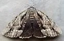 Angus' Underwing - Hodges#8783 - photo 5