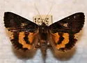Sweetfern Underwing - Hodges#8775 - photo 3
