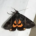Sweetfern Underwing - Hodges#8775 - photo 4