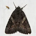 Sweetfern Underwing - Hodges#8775 - photo 5