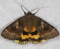 Bay Underwing - Hodges#8777