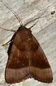 Bay Underwing - Hodges#8777 - photo 2