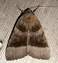 Bay Underwing - Hodges#8777 - photo 3
