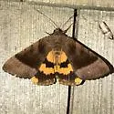Bay Underwing - Hodges#8777 - photo 4