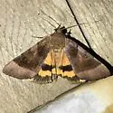 Bay Underwing - Hodges#8777 - photo 5
