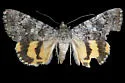 Catocala benjamini - Hodges#8837.1 - photo 2