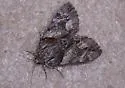 Charming Underwing - Hodges#8867