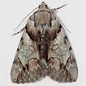 Charming Underwing - Hodges#8867 - photo 2